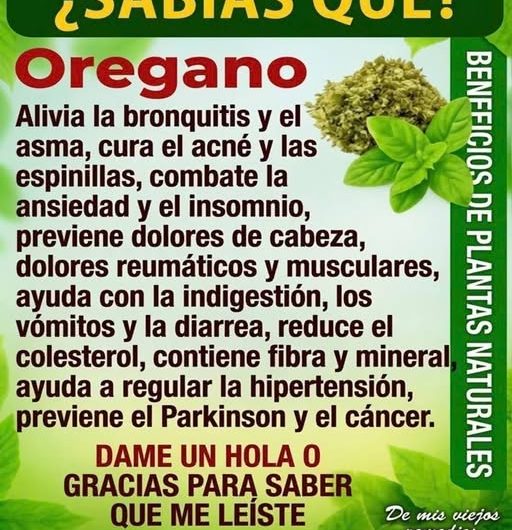 Beneficios Sorprendentes del Orégano para tu Salud y Bienestar