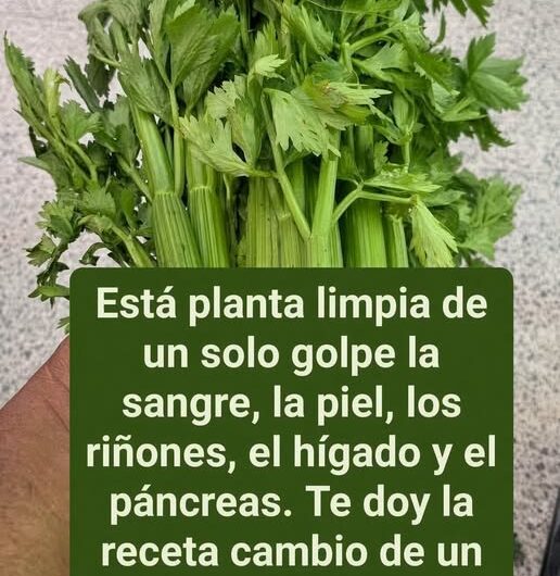 Beneficios del Jugo de Apio y Receta Saludable para Incorporarlo a tu Dieta